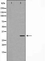 PEX19 Antibody in Western Blot (WB)