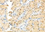 RFC4 Antibody in Immunohistochemistry (Paraffin) (IHC (P))