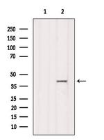 RFC4 Antibody in Western Blot (WB)