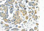 Asparagine Synthetase Antibody in Immunohistochemistry (Paraffin) (IHC (P))