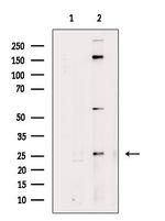 RABL2A Antibody in Western Blot (WB)