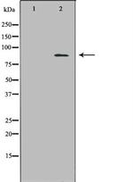 ECE1 Antibody in Western Blot (WB)