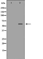 HEXA Antibody in Western Blot (WB)