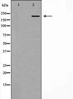 PCM1 Antibody in Western Blot (WB)