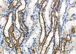 ATP1B1 Antibody in Immunohistochemistry (Paraffin) (IHC (P))