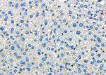 ATP1B1 Antibody in Immunohistochemistry (Paraffin) (IHC (P))