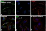 IRF7 Antibody in Immunocytochemistry (ICC/IF)