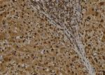 IRF7 Antibody in Immunohistochemistry (Paraffin) (IHC (P))