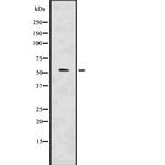 IRF7 Antibody in Western Blot (WB)