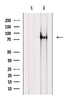 DVL1 Antibody in Western Blot (WB)