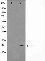 ASH2L Antibody in Western Blot (WB)