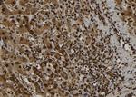 PYDC1 Antibody in Immunohistochemistry (Paraffin) (IHC (P))