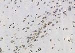 PYDC1 Antibody in Immunohistochemistry (Paraffin) (IHC (P))