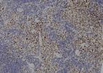 SMC3 Antibody in Immunohistochemistry (Paraffin) (IHC (P))