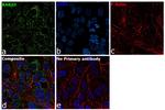 RAB10 Antibody in Immunocytochemistry (ICC/IF)