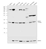 RAB10 Antibody in Western Blot (WB)