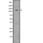 Phospho-ULK1 (Ser556) Antibody in Western Blot (WB)