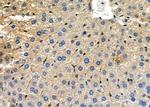 CLCN3 Antibody in Immunohistochemistry (Paraffin) (IHC (P))