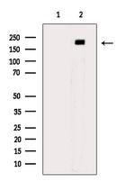 Phospho-ErbB3 (Tyr1289) Antibody in Western Blot (WB)