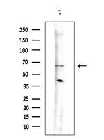 Synip Antibody in Western Blot (WB)