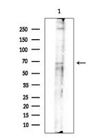 Synip Antibody in Western Blot (WB)