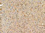 Cytohesin 3 Antibody in Immunohistochemistry (Paraffin) (IHC (P))