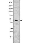 Cytohesin 3 Antibody in Western Blot (WB)