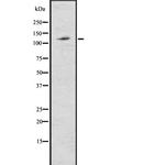 ABCG1 Antibody in Western Blot (WB)