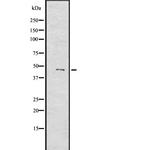 MYOD1 Antibody in Western Blot (WB)