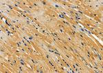 AMFR Antibody in Immunohistochemistry (Paraffin) (IHC (P))