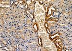 AMFR Antibody in Immunohistochemistry (Paraffin) (IHC (P))