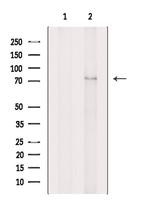 AMFR Antibody in Western Blot (WB)