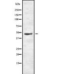 Phospho-MKK7 (Thr275) Antibody in Western Blot (WB)