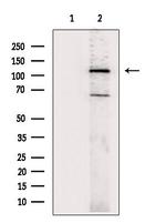 CD21 Antibody in Western Blot (WB)