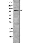 PLD1 Antibody in Western Blot (WB)