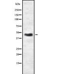 PRKAR2B Antibody in Western Blot (WB)