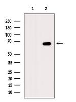 CTNNBL1 Antibody in Western Blot (WB)