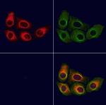 PSMA Antibody in Immunocytochemistry (ICC/IF)