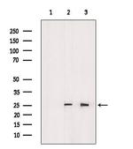 MT-CO2 Antibody in Western Blot (WB)