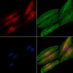 INPP4A Antibody in Immunocytochemistry (ICC/IF)