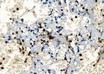 PIP Antibody in Immunohistochemistry (Paraffin) (IHC (P))