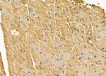 HIPK2 Antibody in Immunohistochemistry (Paraffin) (IHC (P))