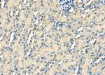 HIPK2 Antibody in Immunohistochemistry (Paraffin) (IHC (P))