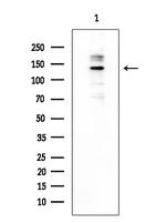 HIPK2 Antibody in Western Blot (WB)