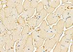 Calsequestrin 2 Antibody in Immunohistochemistry (Paraffin) (IHC (P))