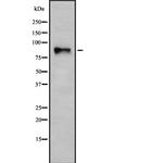 Integrin beta 7 Antibody in Western Blot (WB)