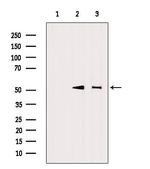 UBA52 Antibody in Western Blot (WB)