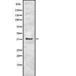 EN1 Antibody in Western Blot (WB)