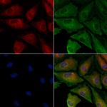 ATG4A Antibody in Immunocytochemistry (ICC/IF)