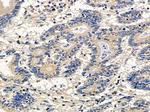 ATG4A Antibody in Immunohistochemistry (Paraffin) (IHC (P))